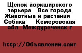 Щенок йоркширского терьера - Все города Животные и растения » Собаки   . Кемеровская обл.,Междуреченск г.